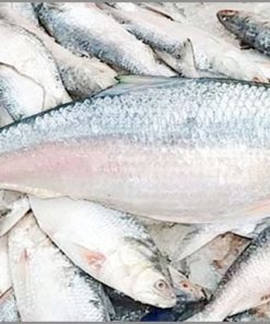 সামুদ্রিক মাছ